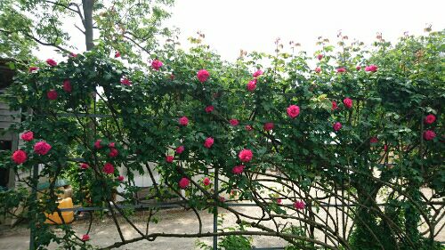rblog-20160522085251-06.jpg