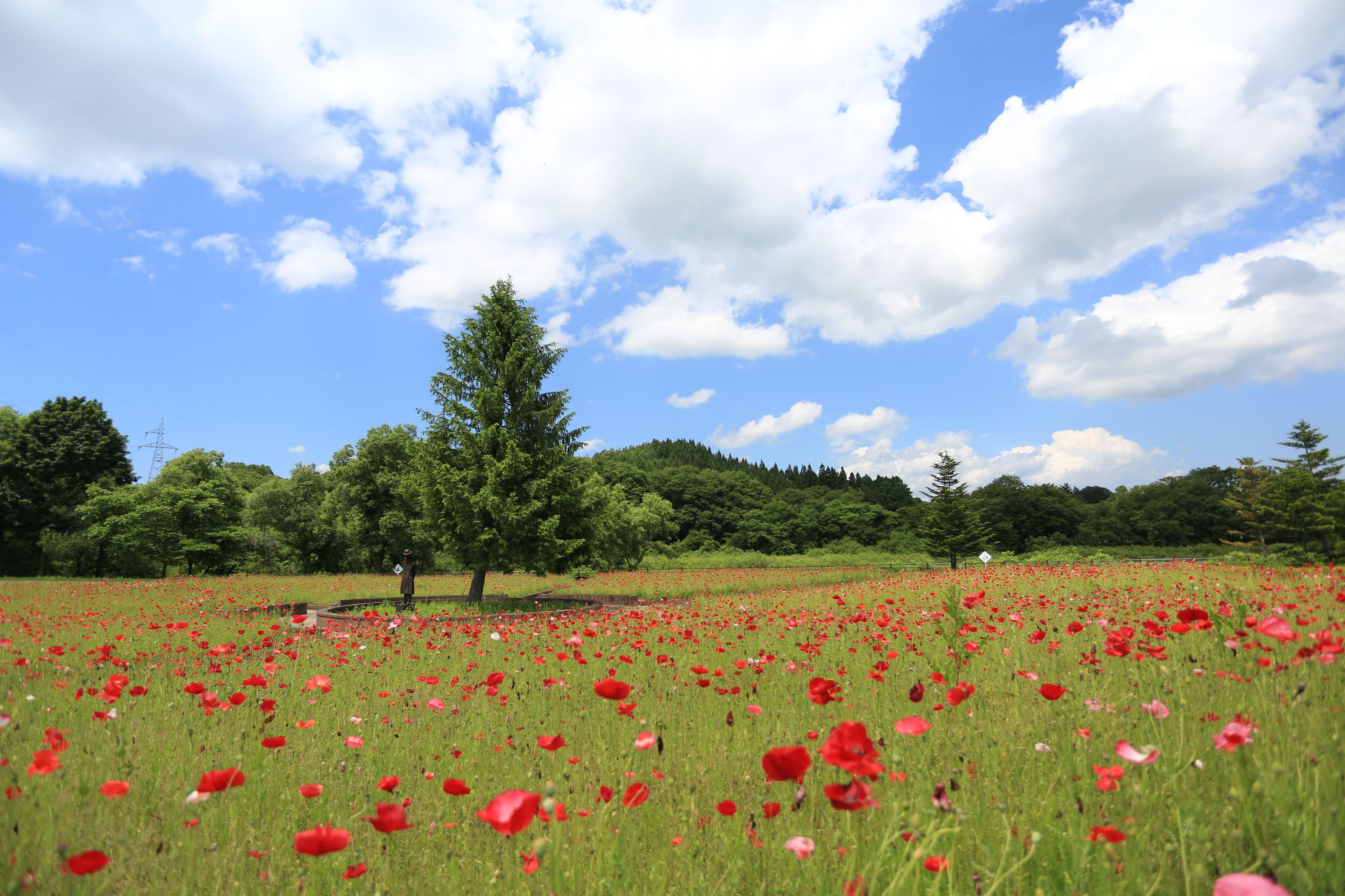 県央 盛岡市 雫石町 御所湖広域公園 賢治の花壇 のポピー イーハトーブログ 楽天ブログ