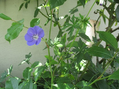 IMG_3262ss.jpg