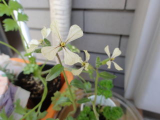 20120407rukkora2