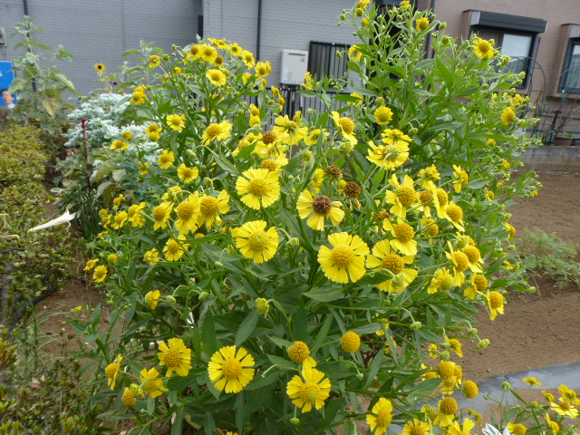 997 団子菊