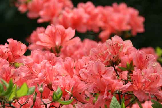 神山森林公園のつつじ-1♪