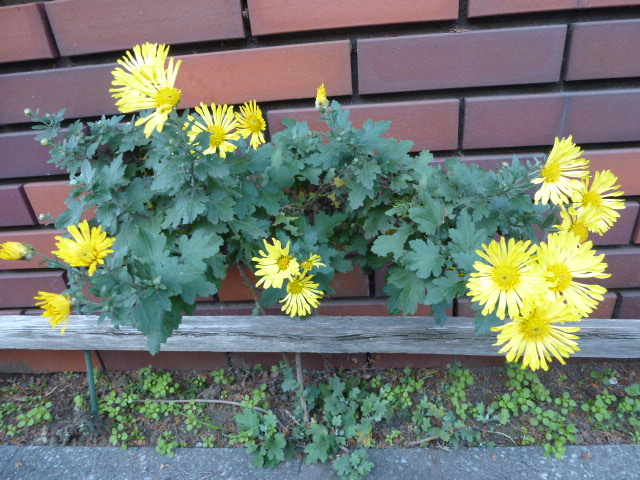 426 菊、黄色