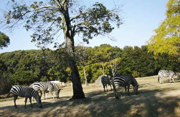 動物園（シマウマ）.jpg