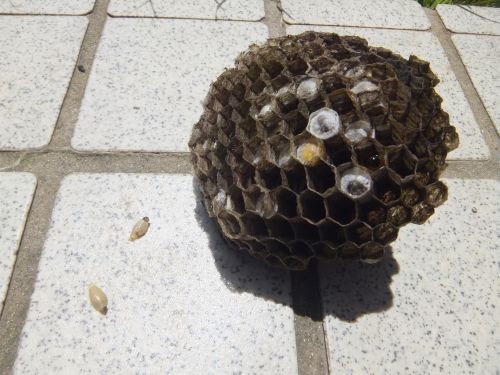 蜂の巣２