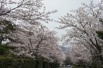 桜