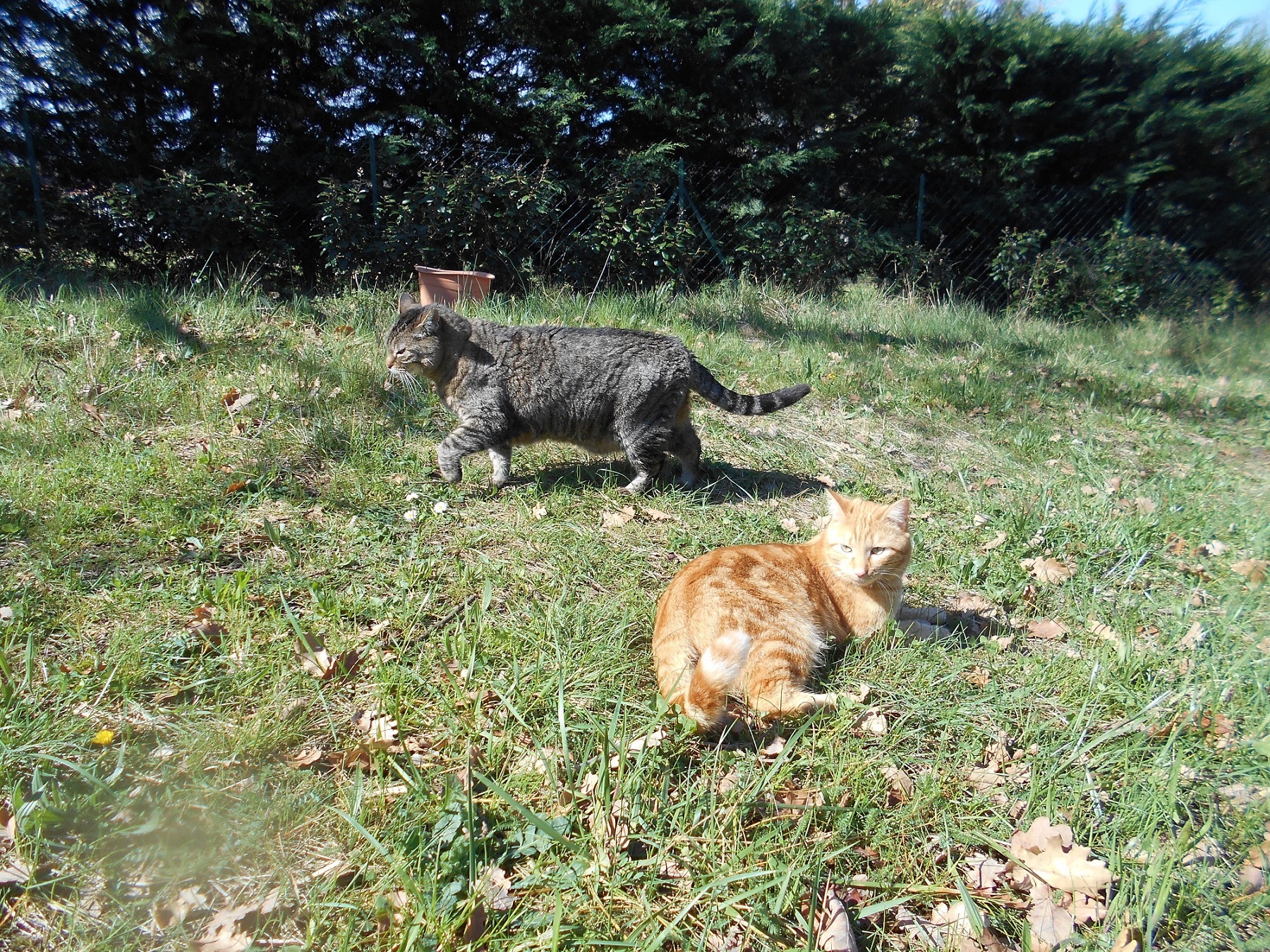 飼い猫と赤猫