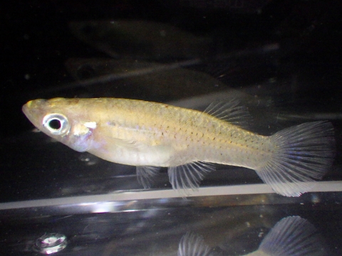 ポエキリア・サルファラリア（Poecilia cf sulphuraria）の疑い2　メス　海水域に生息する原種モーリー