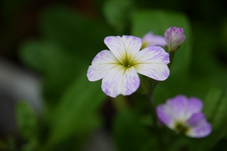 P1000881.jpg