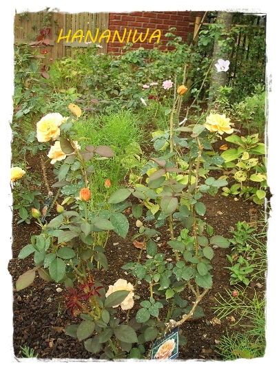 2012_0922トレッサ用寄せ植えとクレマチスの講座とカ0055.JPG