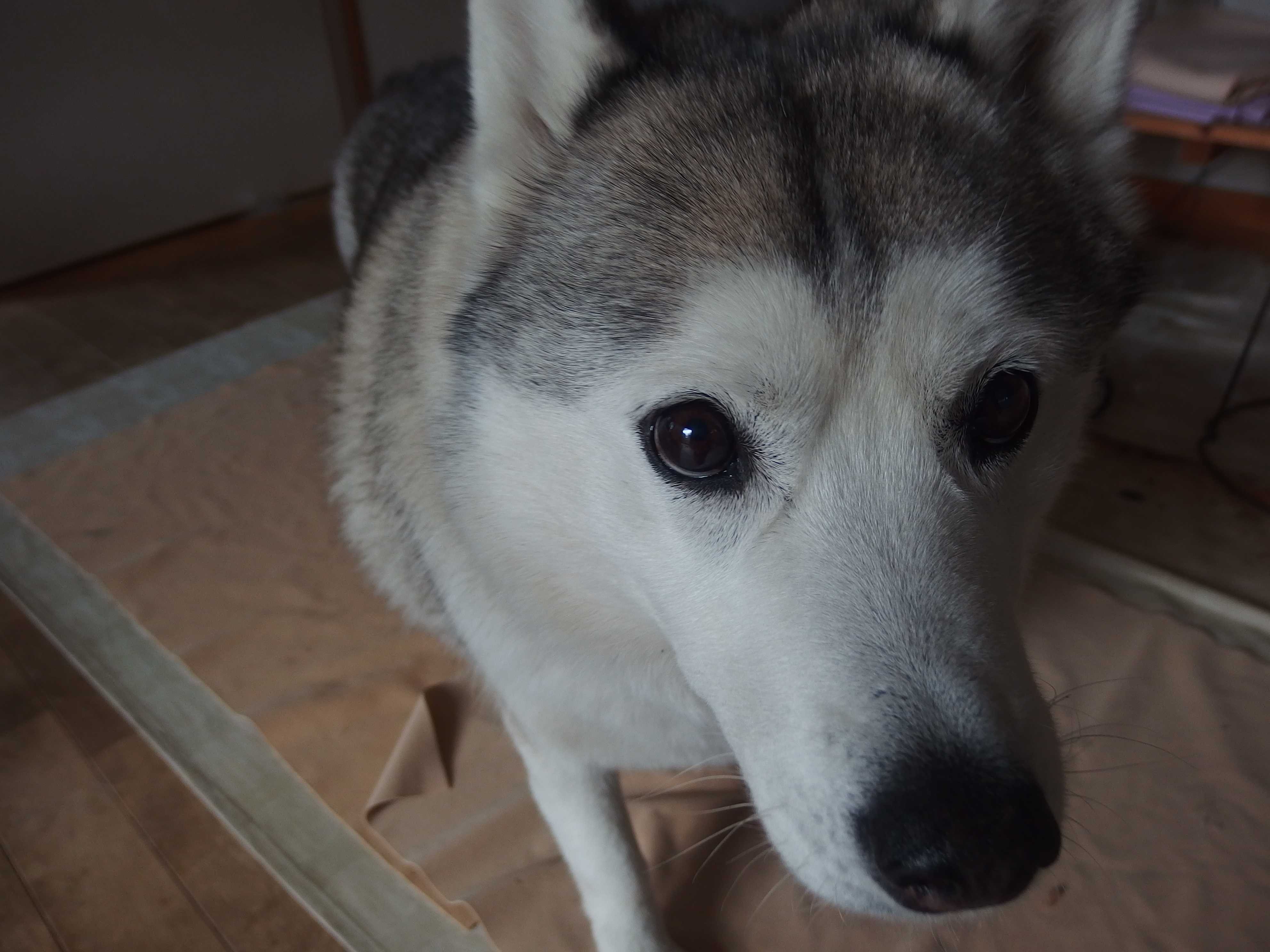 子犬の価値 布と犬と生活と 楽天ブログ