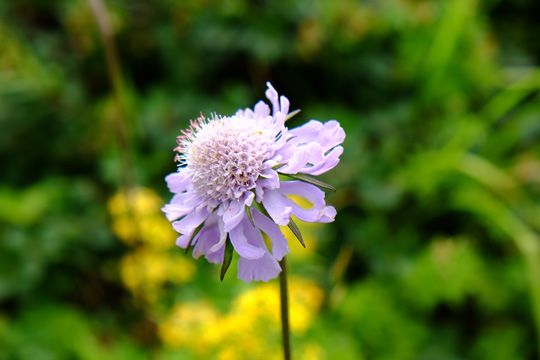 2015 08マツムシソウ <br />
10_0268.jpg