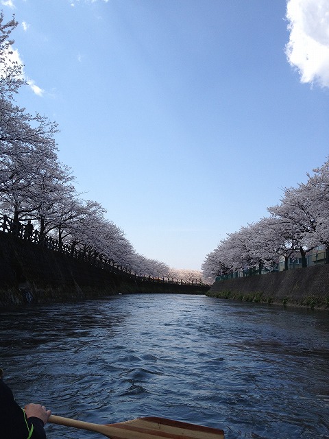 千保川の桜並木