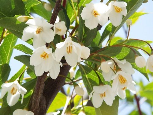 エゴノキの花が咲いていた近くには 気ままな生活 楽天ブログ