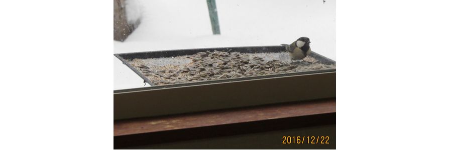 １２／２２雪が降ると鳥が来る.jpg