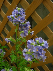 06-09花たち (7).JPG