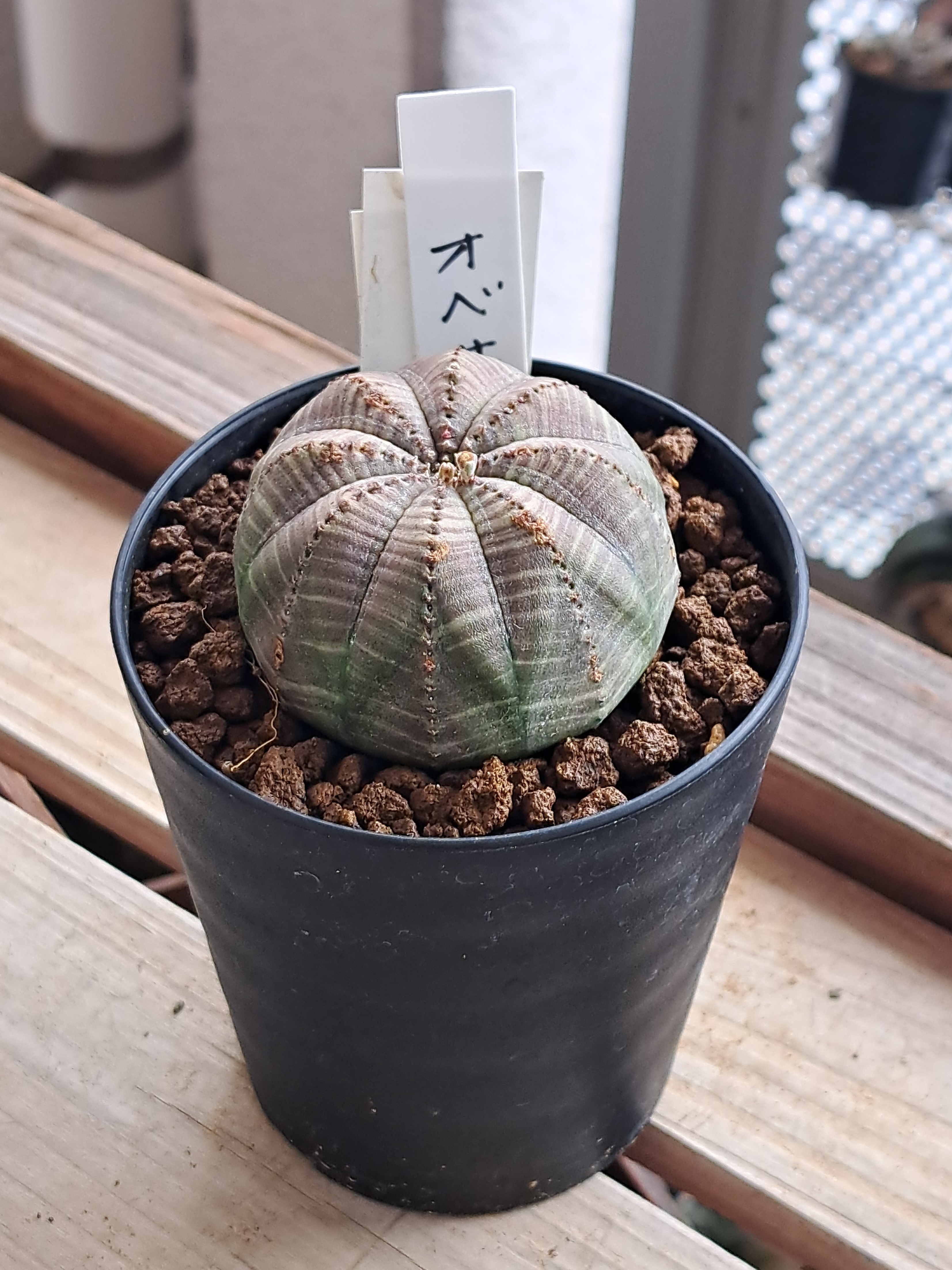 【ファッション好きが選ぶ人気ブランドランキング】 | オベサ実生と何だか分からないヤツ デルオの多肉日記 楽天ブログ - その他多肉植物
