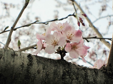 桜5