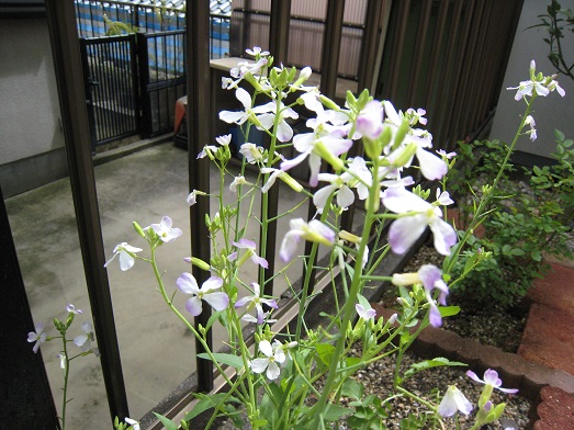 葉大根の花