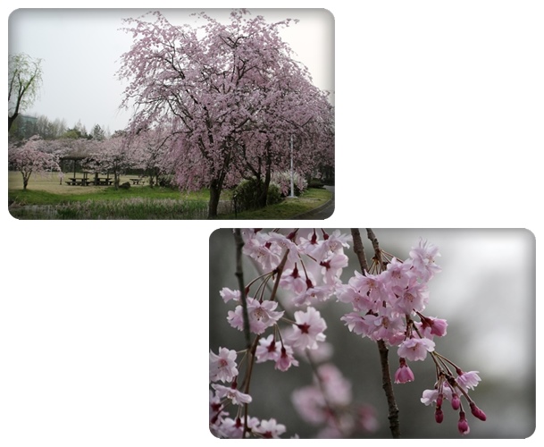 北部公園-11 枝垂れ桜 16.4.10