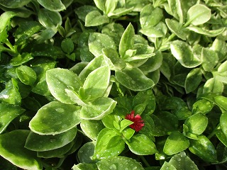 IMG_7277ss.jpg