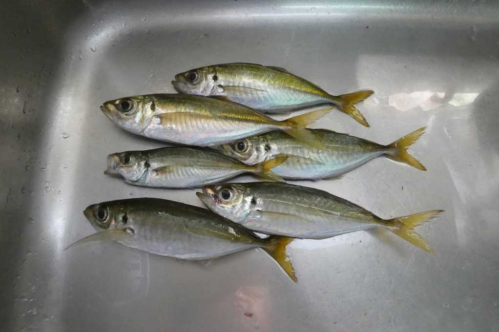 515