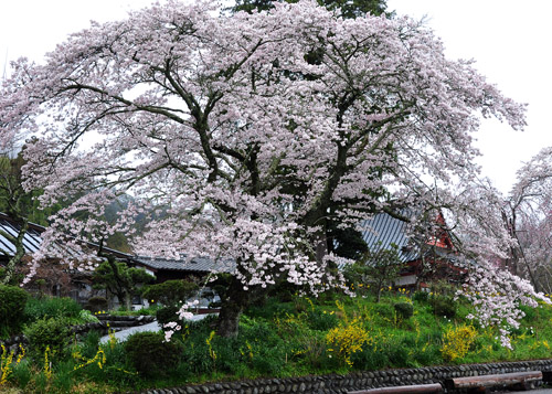 桜４