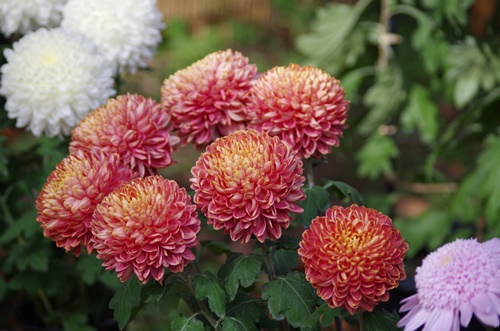 東京都観光菊花大会