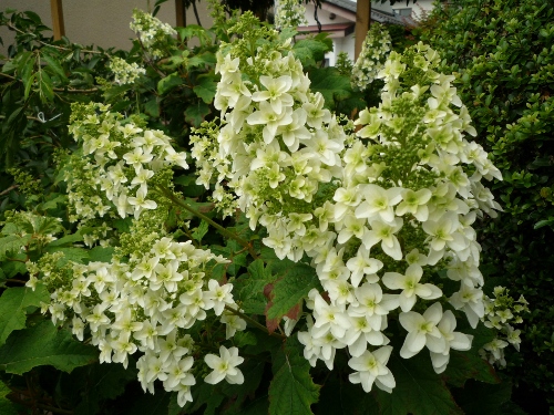 P1150266 (500x375).jpg