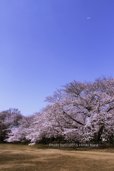 光景　sight0417　桜　サクラ　cherry blossom