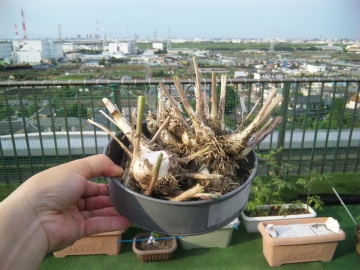 エシャロット収穫