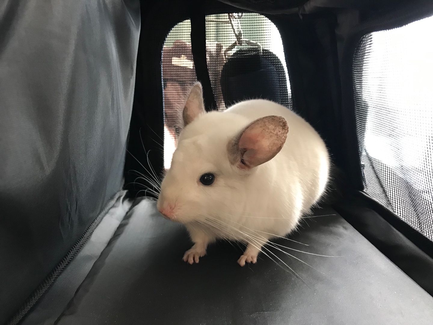 新着記事一覧 寝ても覚めてもチンチラばかり 楽天ブログ