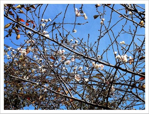 十月桜