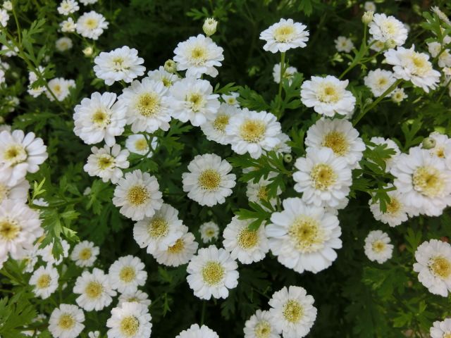 よく咲く白い小さい花と昨日の総合診療医ドクターg いしけいからの穏やかな日常と伝えたい思い 楽天ブログ