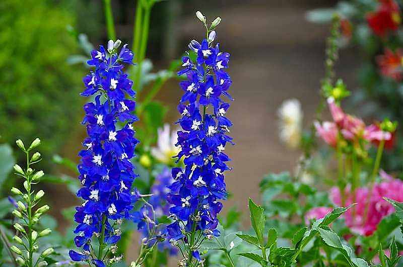 花言葉は清明 ひろみの世界 楽天ブログ