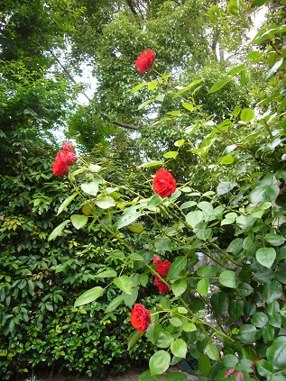 P1080434.JPG