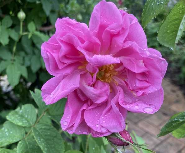 ブルガリア、バラの谷のバラが咲きました！ | スローライフに憧れて・・・ ～薔薇や野菜を育てながら～ - 楽天ブログ