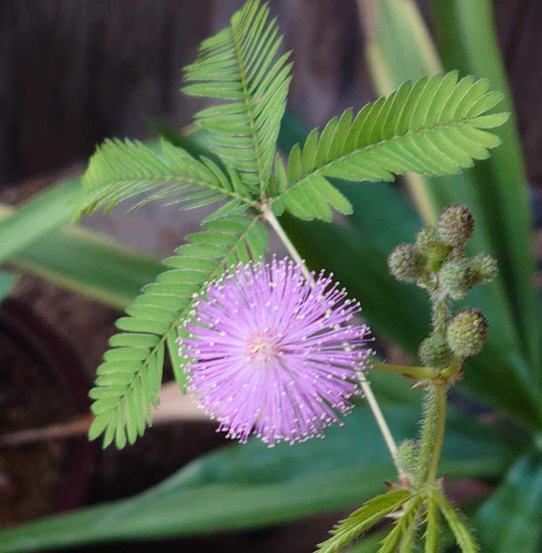 庭の花 オジギソウ と チョウマメ 歩人のたわごと 楽天ブログ