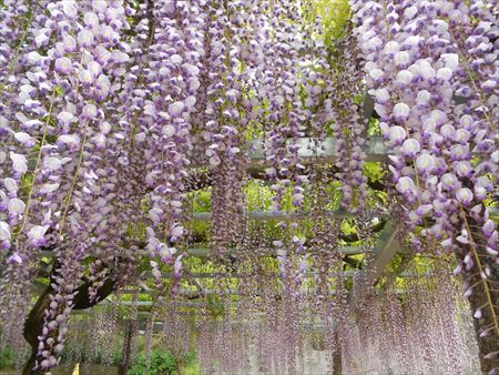 蓮華寺池公園　藤の花