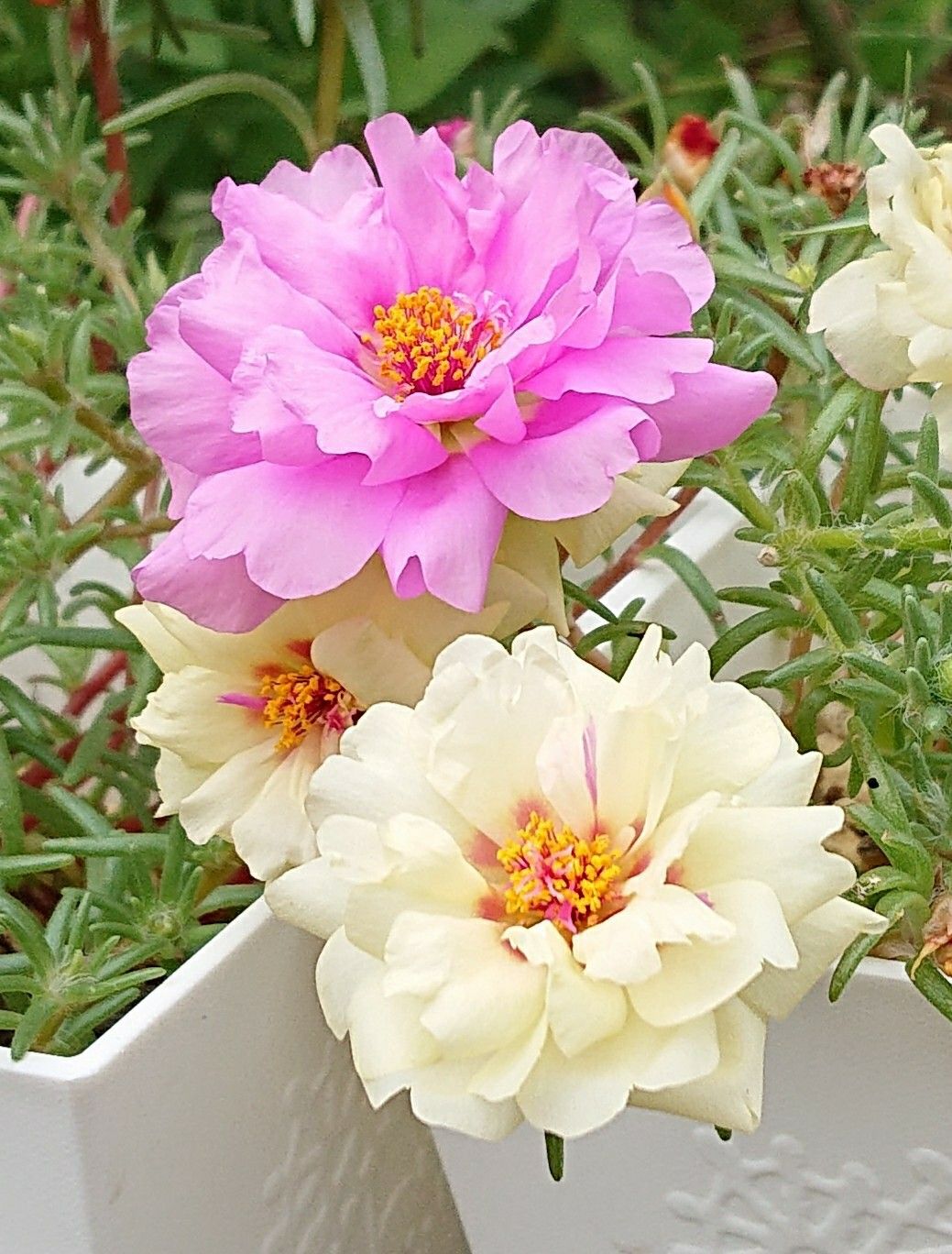 種から育てたマツバボタン咲いてます 趣味は園芸だけれども 楽天ブログ