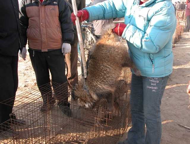 ファッションから動物を解放する この道 明日はもっと輝いてる 楽天ブログ