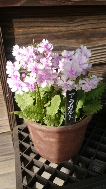 2015-04-18 15.40.37.jpg