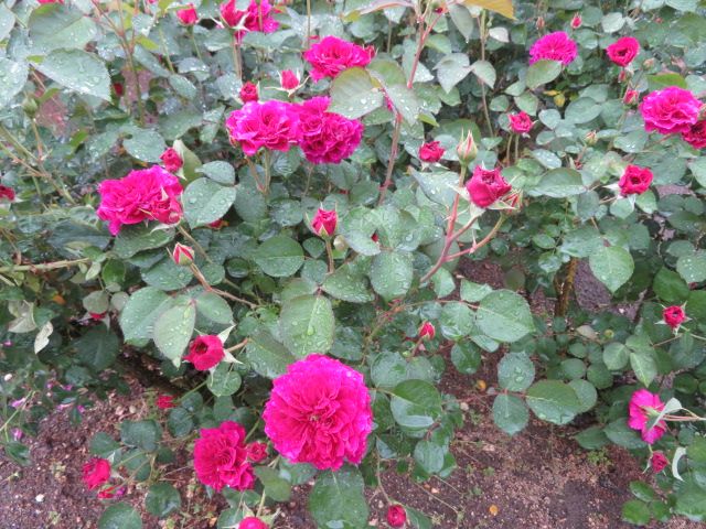 踏んだり蹴ったりの昨日と大忙しの雨上がりの庭とミニバラ ばぁばの薔薇の花園 楽天ブログ