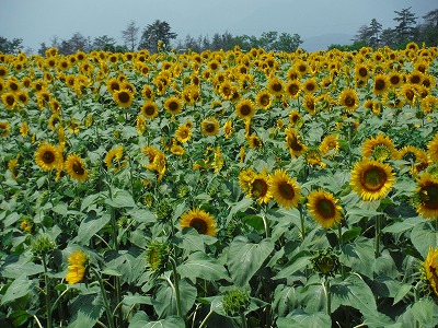 20140726明野ひまわり畑