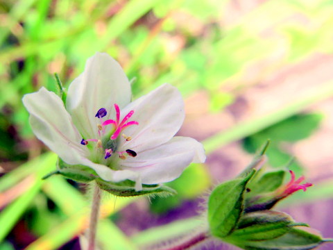 かなり開いた花