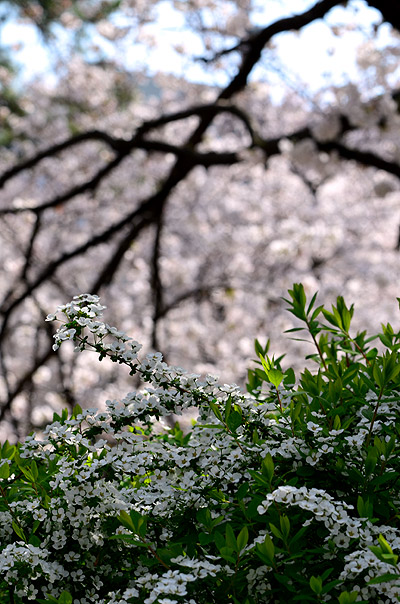 夙川～苦楽園界隈の桜