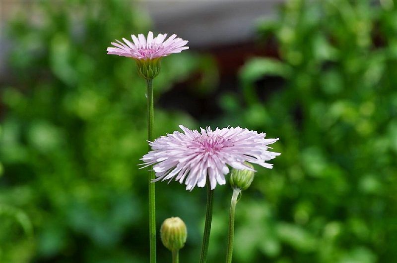 花言葉は清明 ひろみの世界 楽天ブログ