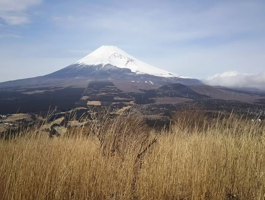 枯れすすきと富士山