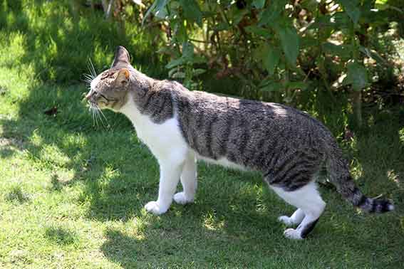 我が家のニャンコ♪2015/9/27-2