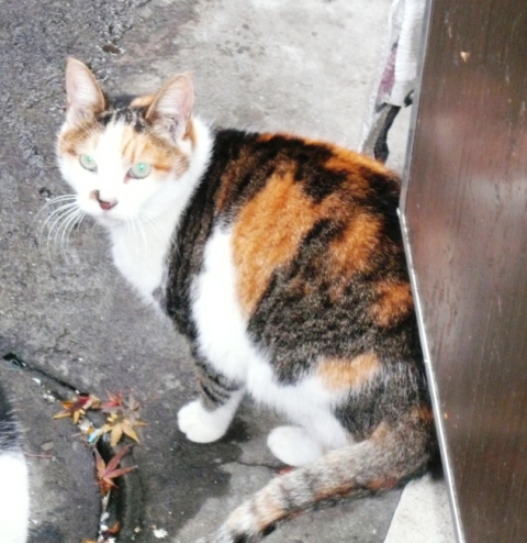 20121222ｷﾒﾏﾏ01.jpg